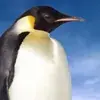 PinguinuGG