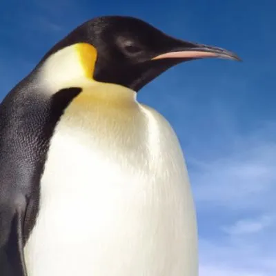 PinguinuGG